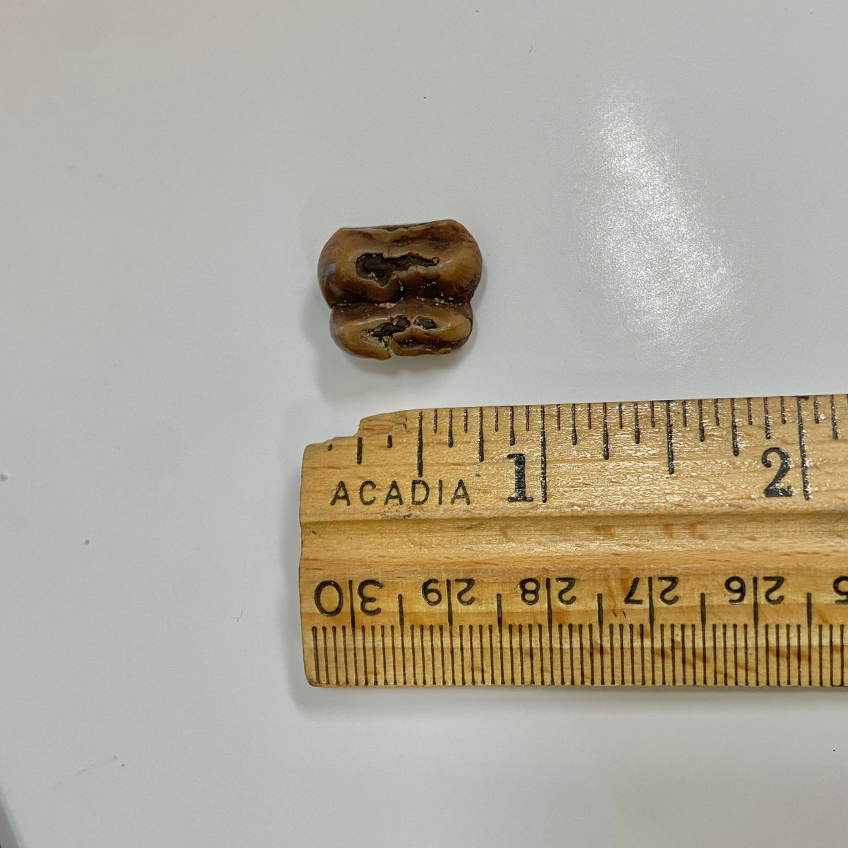 Manatee Tooth
