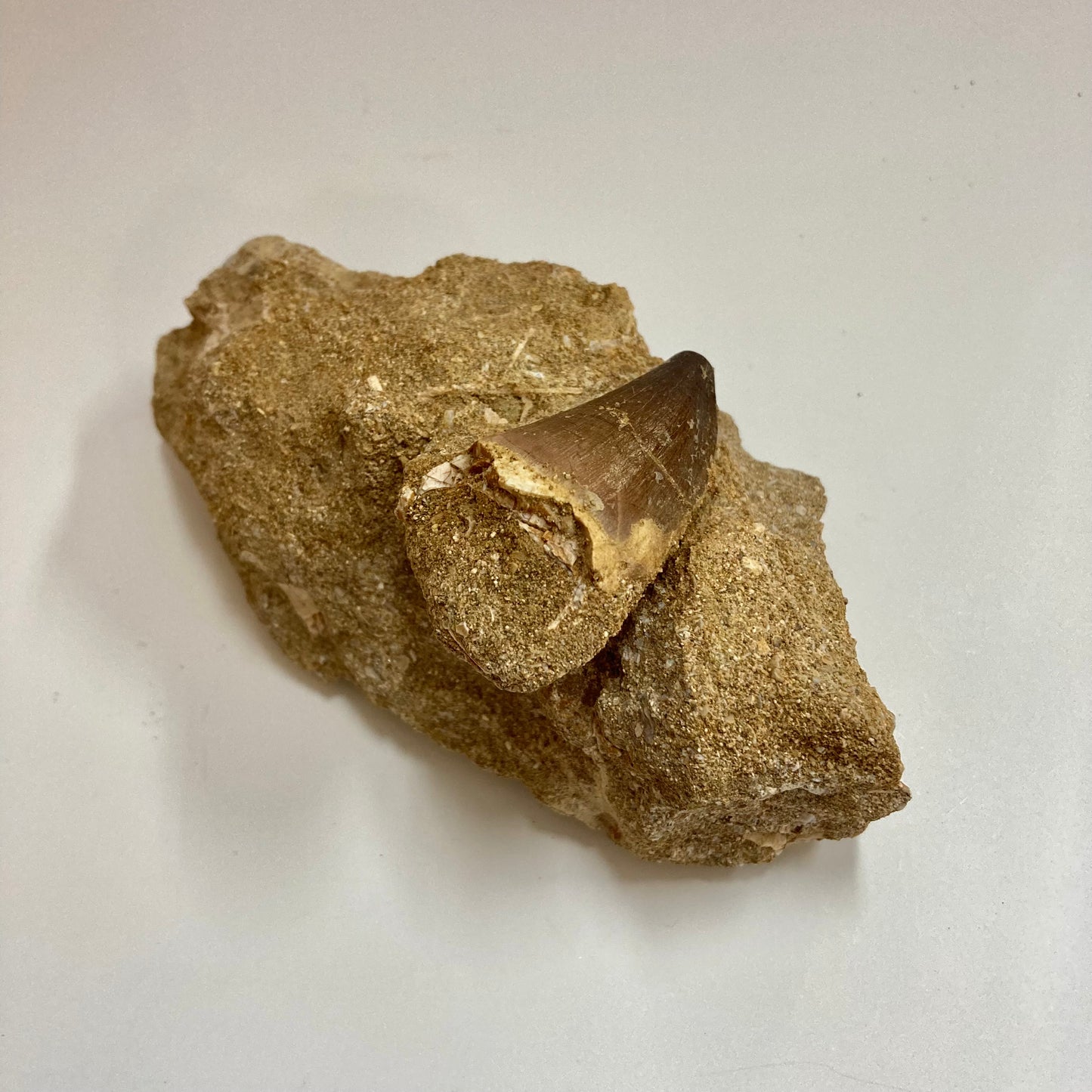 Mosasaur Tooth
