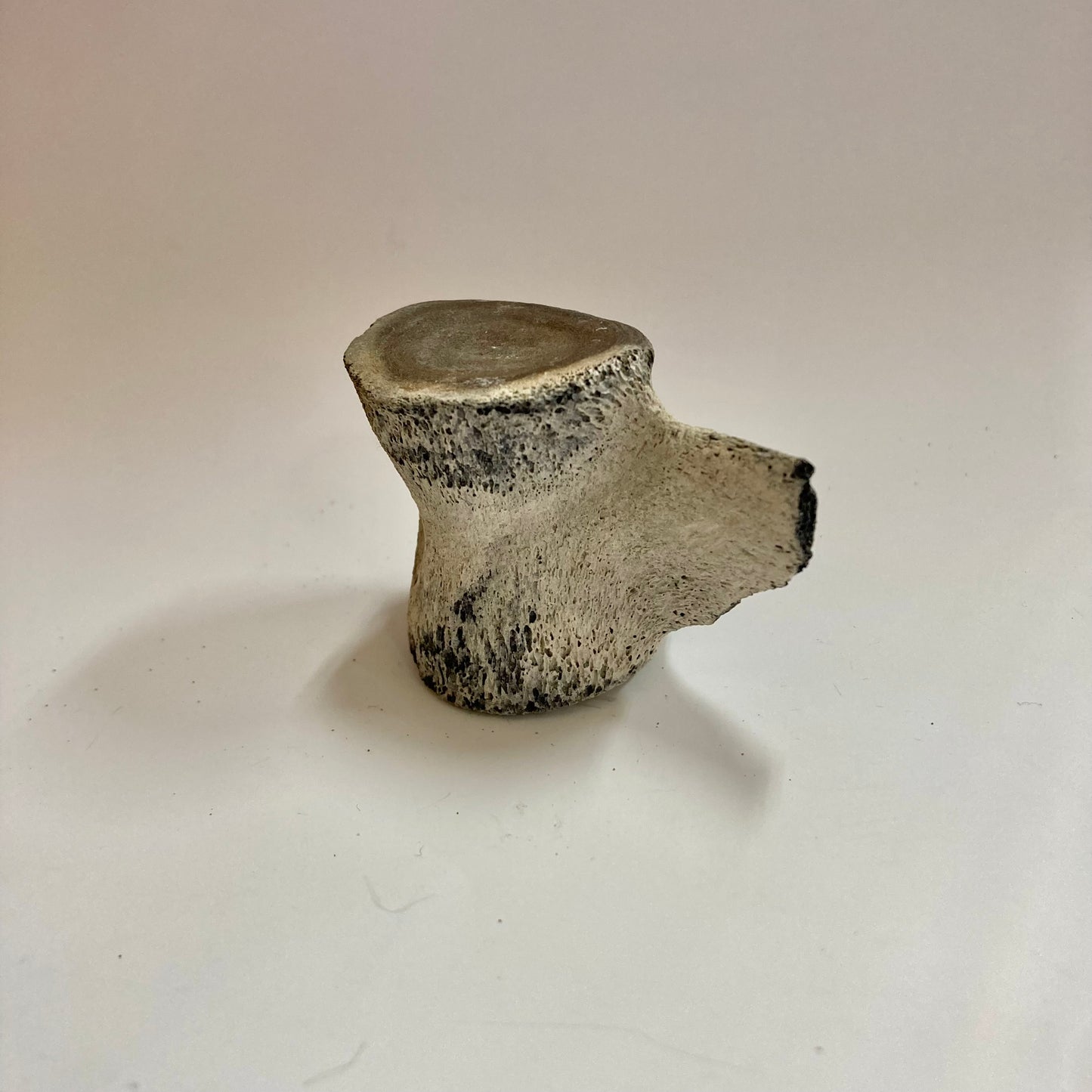 Porpoise Vertebra