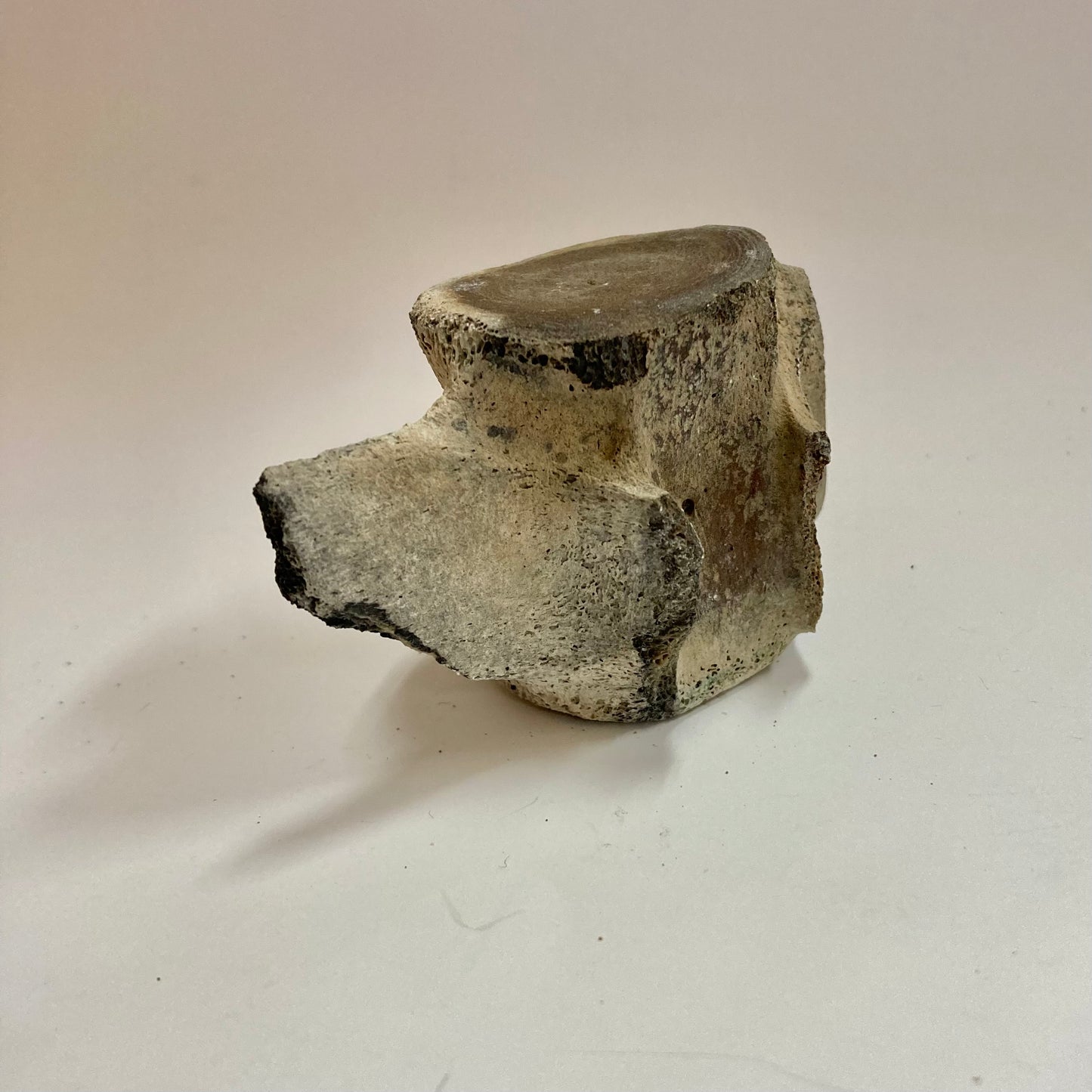 Porpoise Vertebra