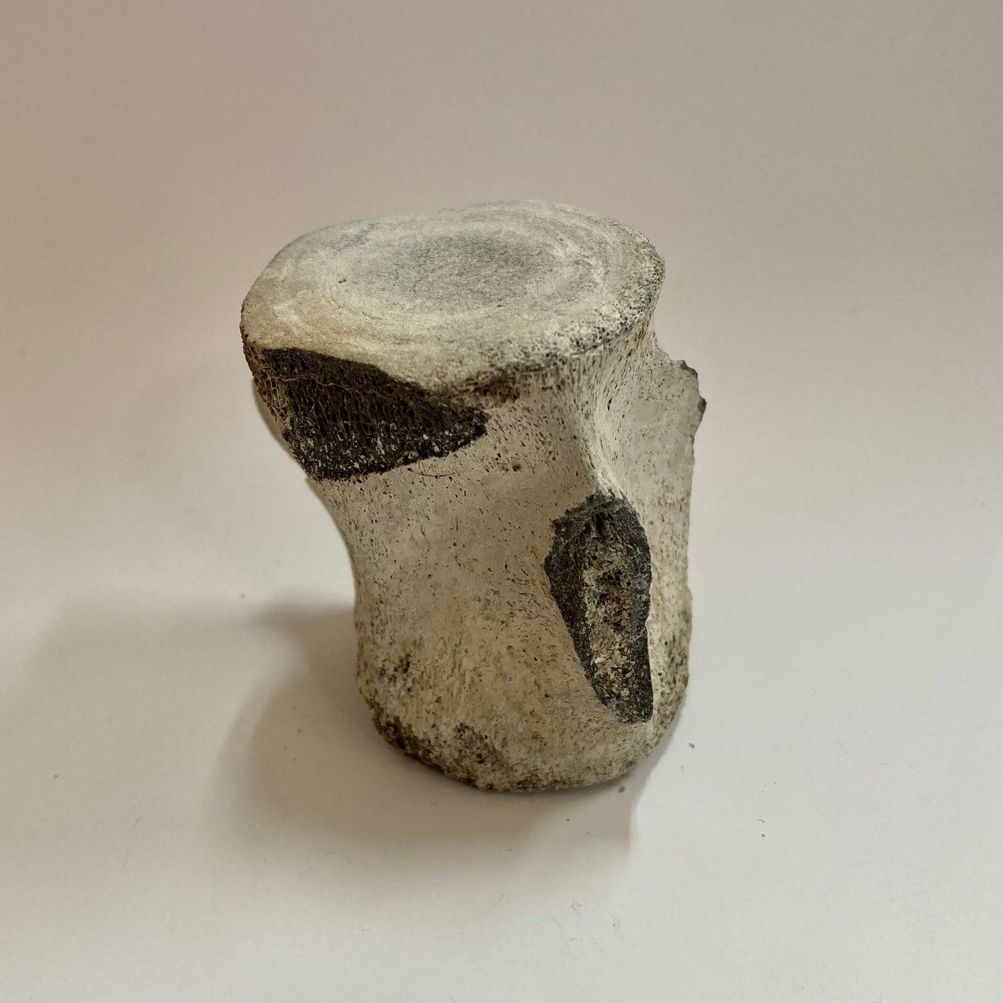Porpoise Vertebra