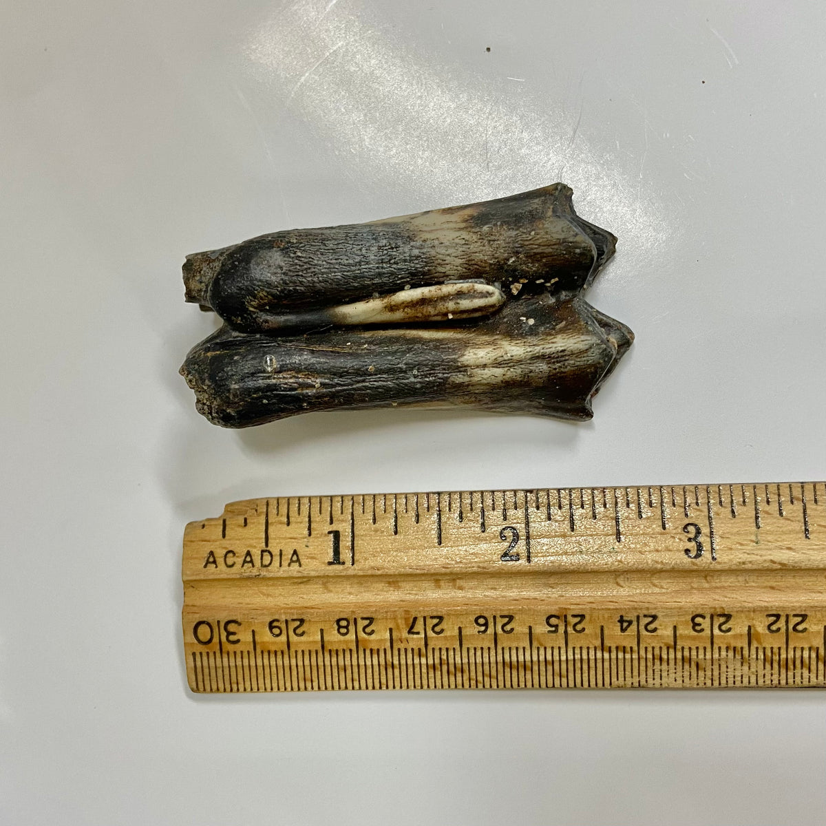 Bison Tooth