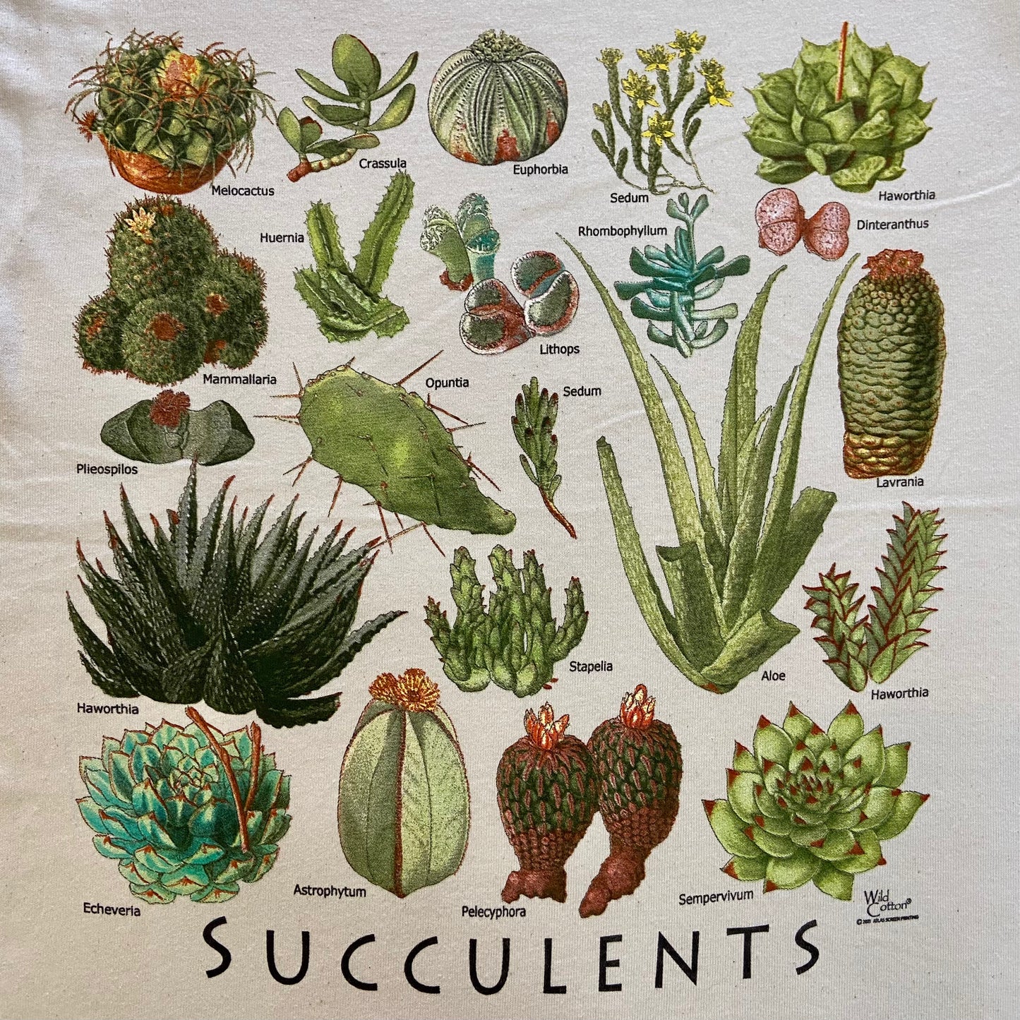 Succulents T-Shirt, Adult