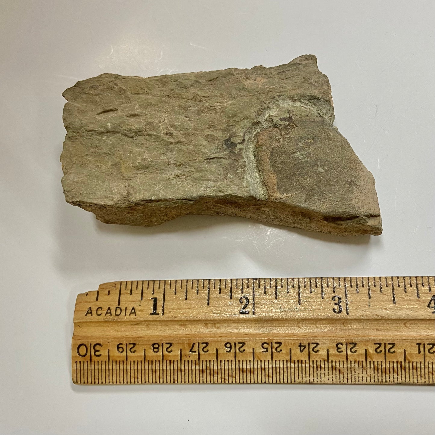 Jawless Fish (Cyathaspidida)