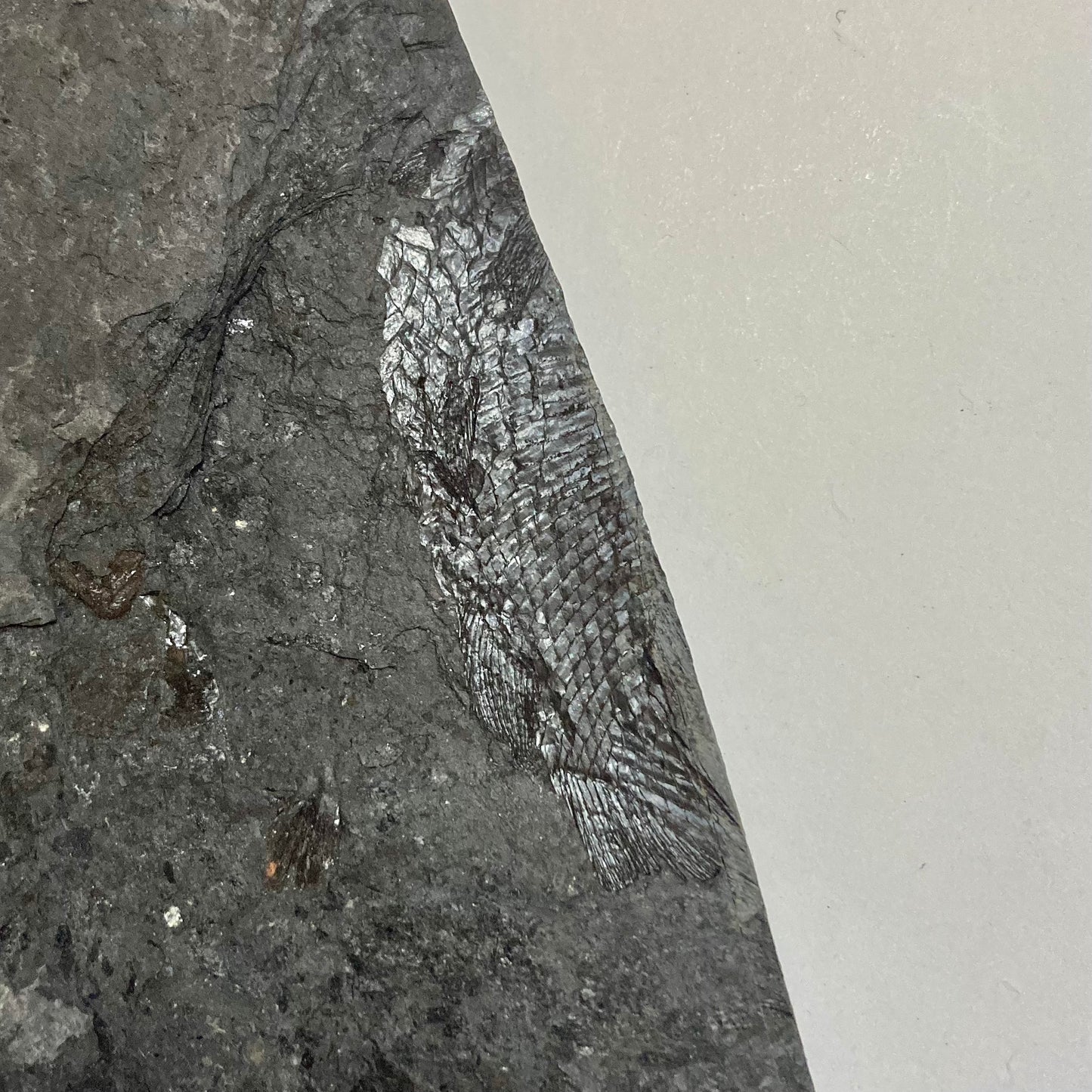 Palaeoniscoid Fish (Haplolepis sp.)