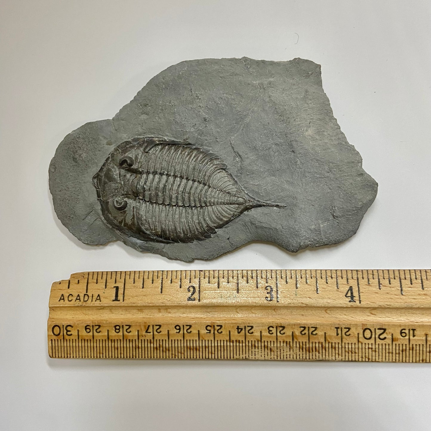Dalmanites limulurus Trilobite