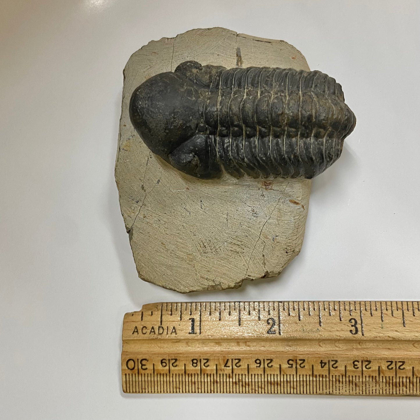 Reedops Trilobite