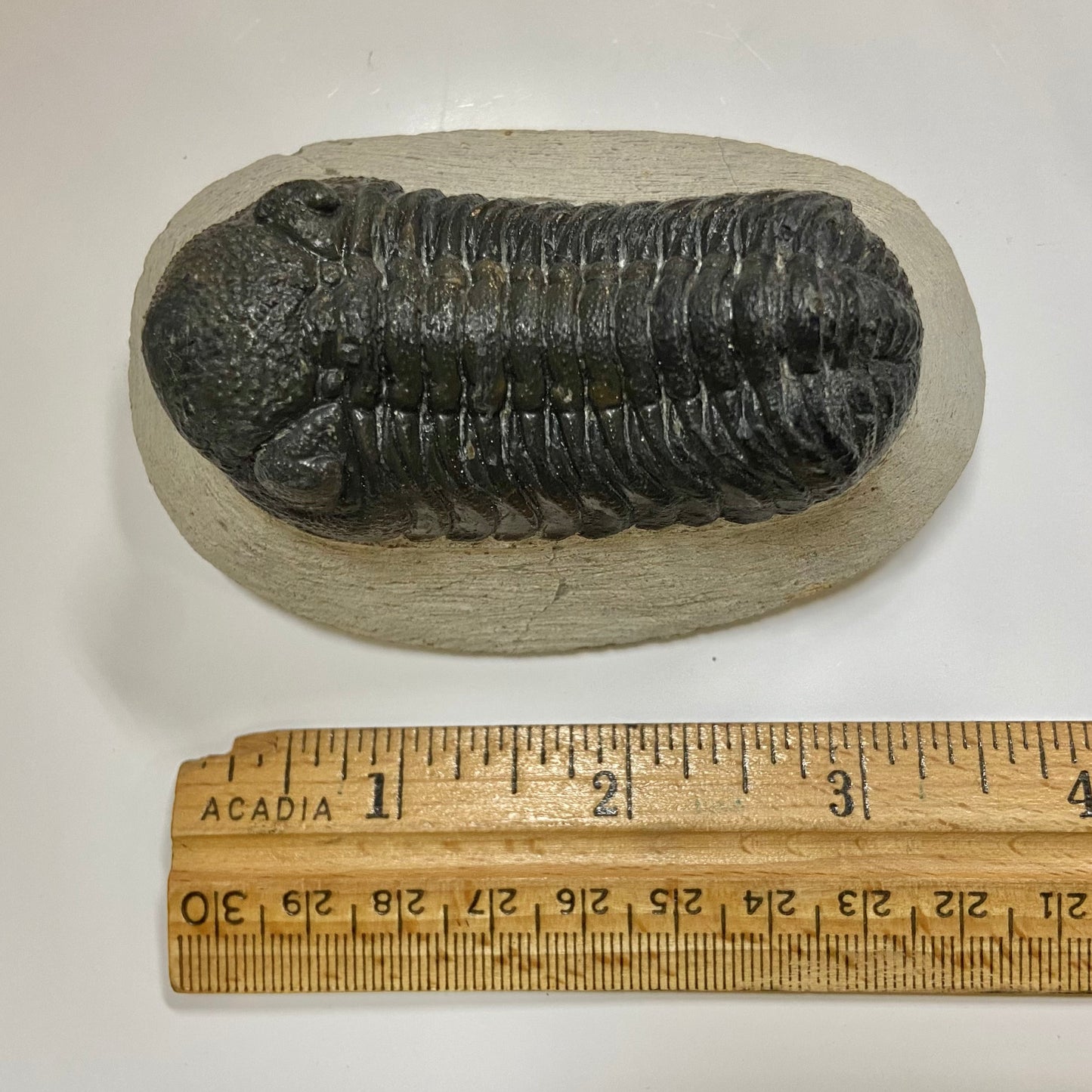 Phacops Trilobite