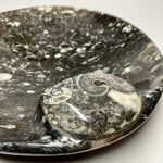 Orthoceras and Ammonite Bowl
