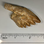 Zygorhiza kochii Whale Tooth - Molar