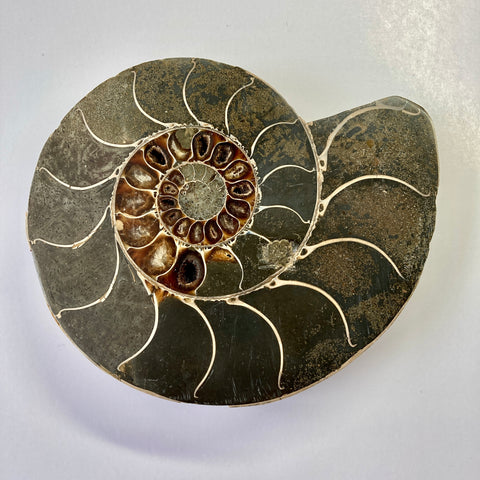 Cymatoceras Ammonite