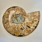 Ammonite, Cymatoceras