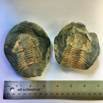 Hoekaspis sp. Trilobite Pair