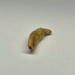 Cave Bear Juvenile Tooth