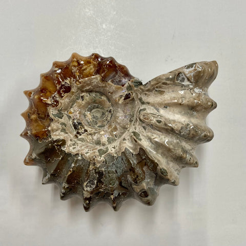 Ammonite, Douvilleiceras sp.