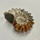 Ammonite, Douvilleiceras sp.