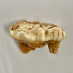 Cave Bear Molar Tooth