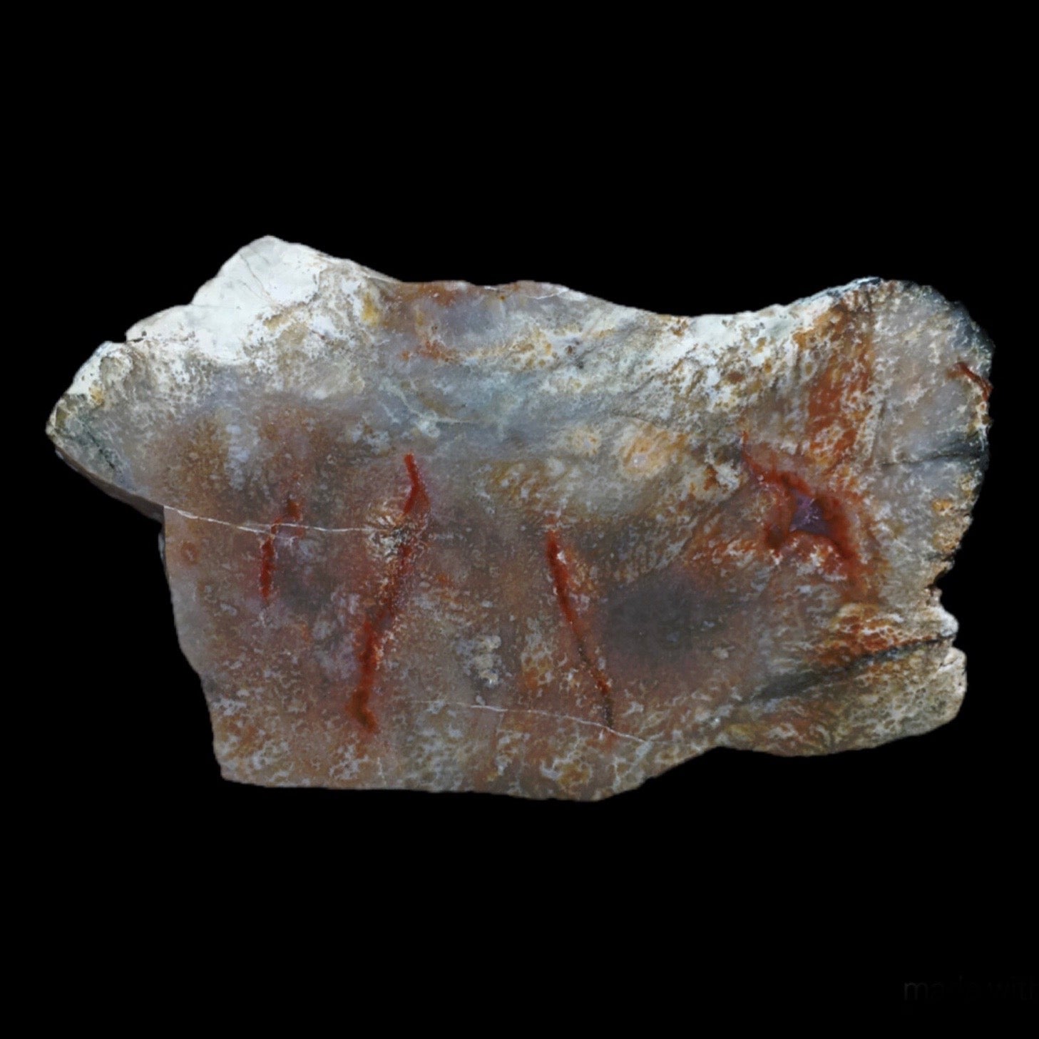 Coprolite – Past & Present Science and Nature Store