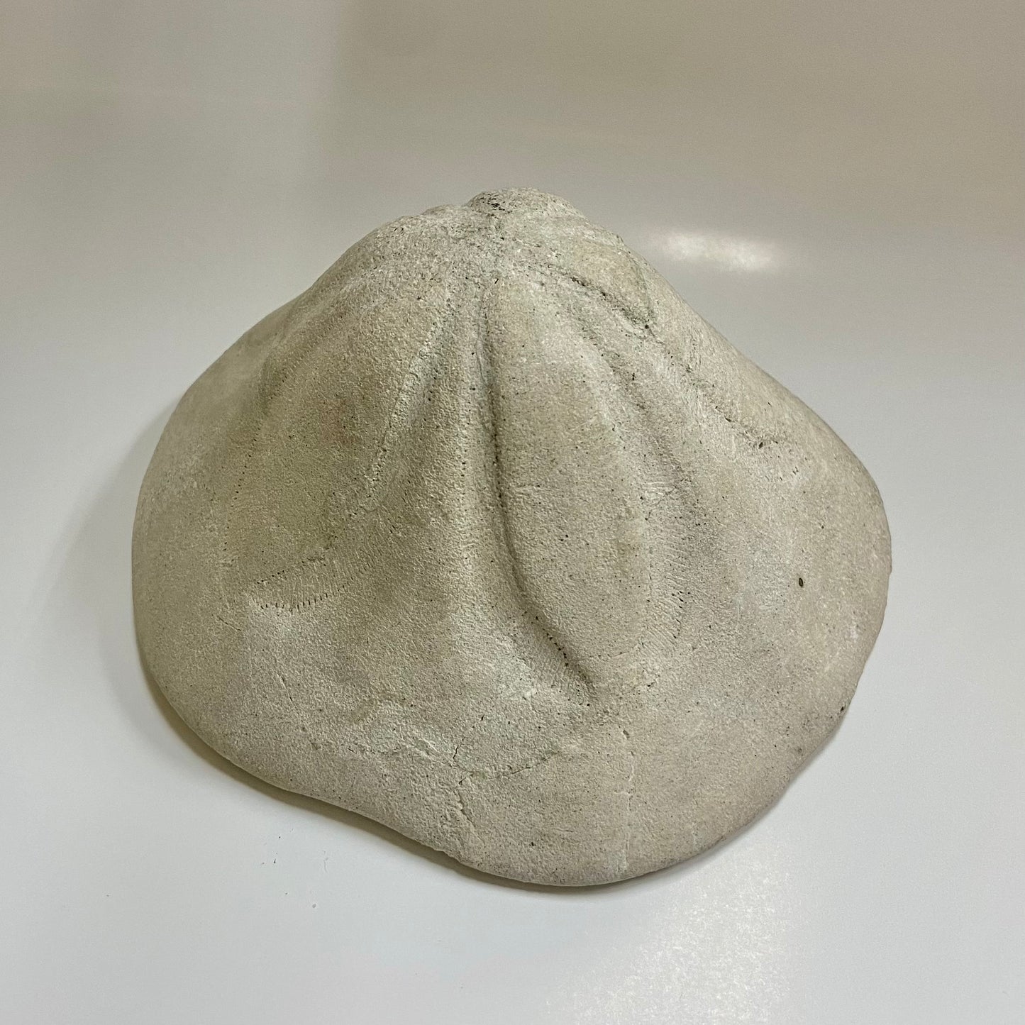 Clypeaster Sea Urchin