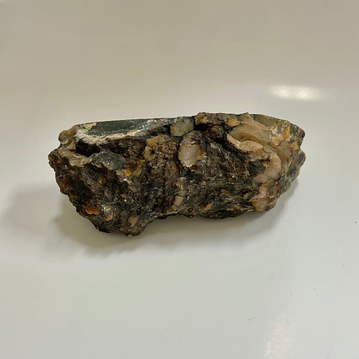 Dinosaur Coprolite