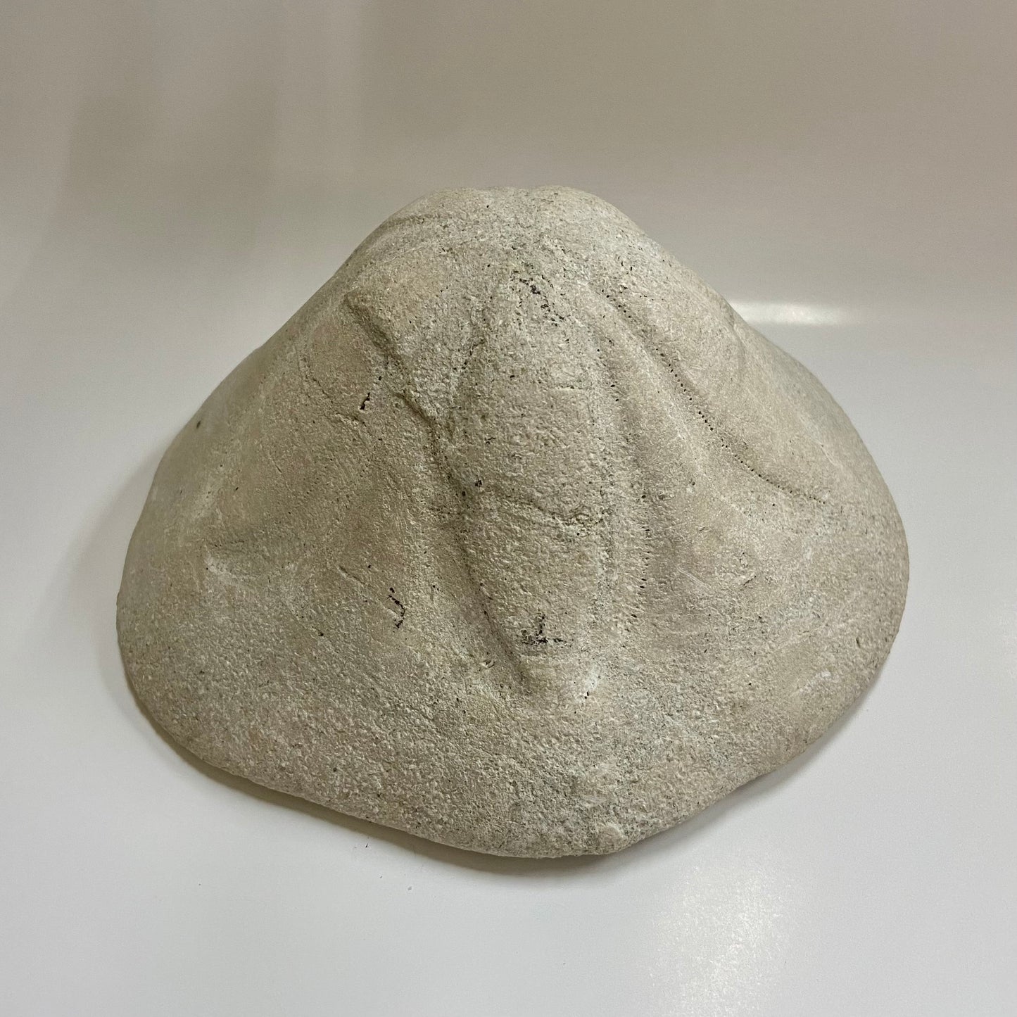 Clypeaster Sea Urchin