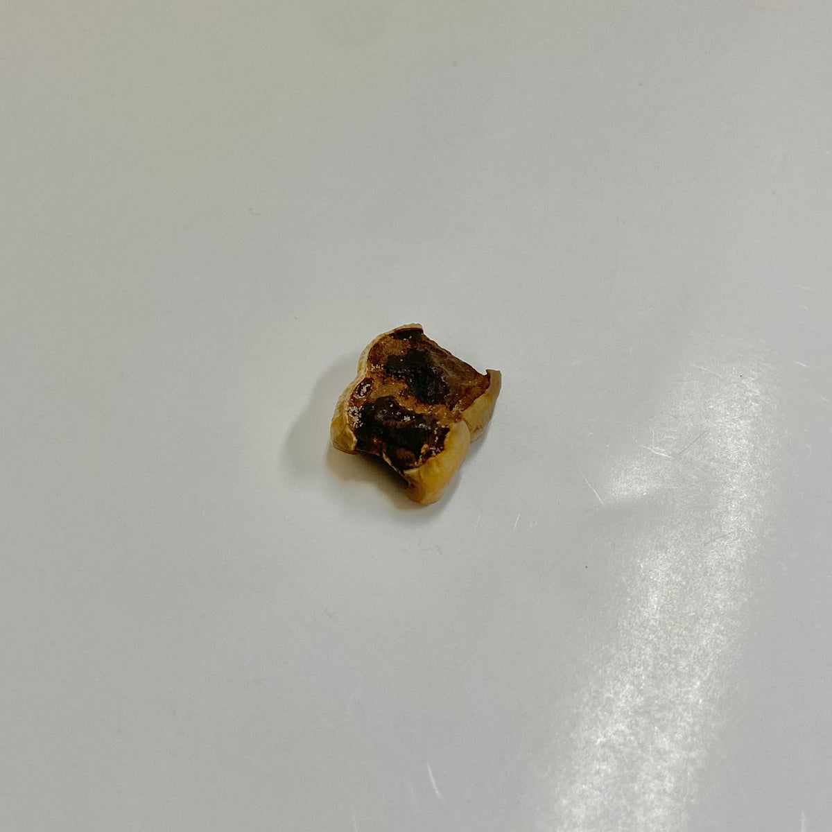 Manatee Tooth