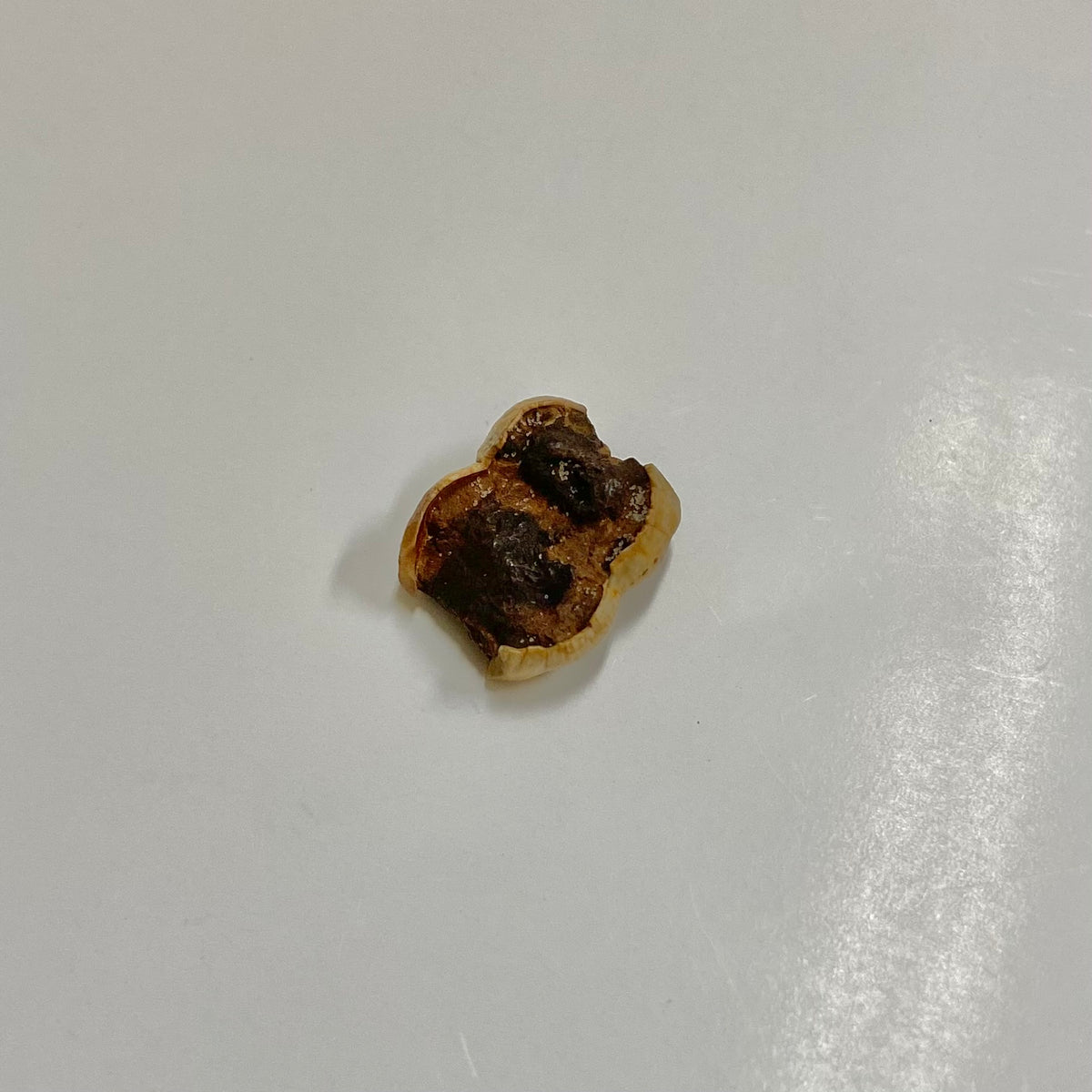 Manatee Tooth