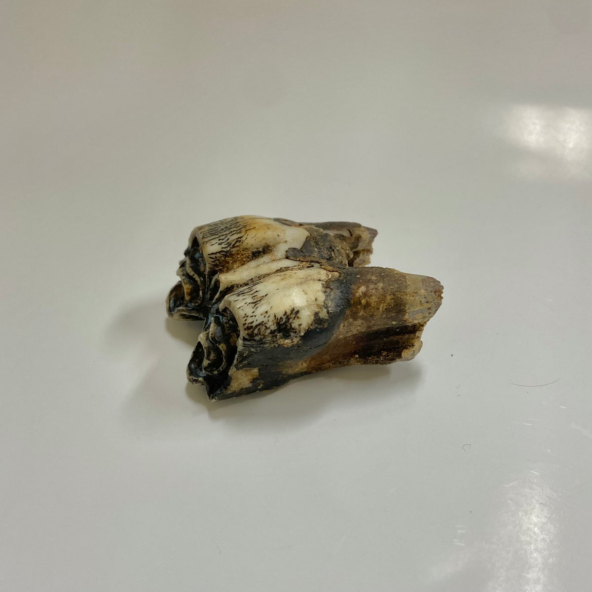 Bison Tooth