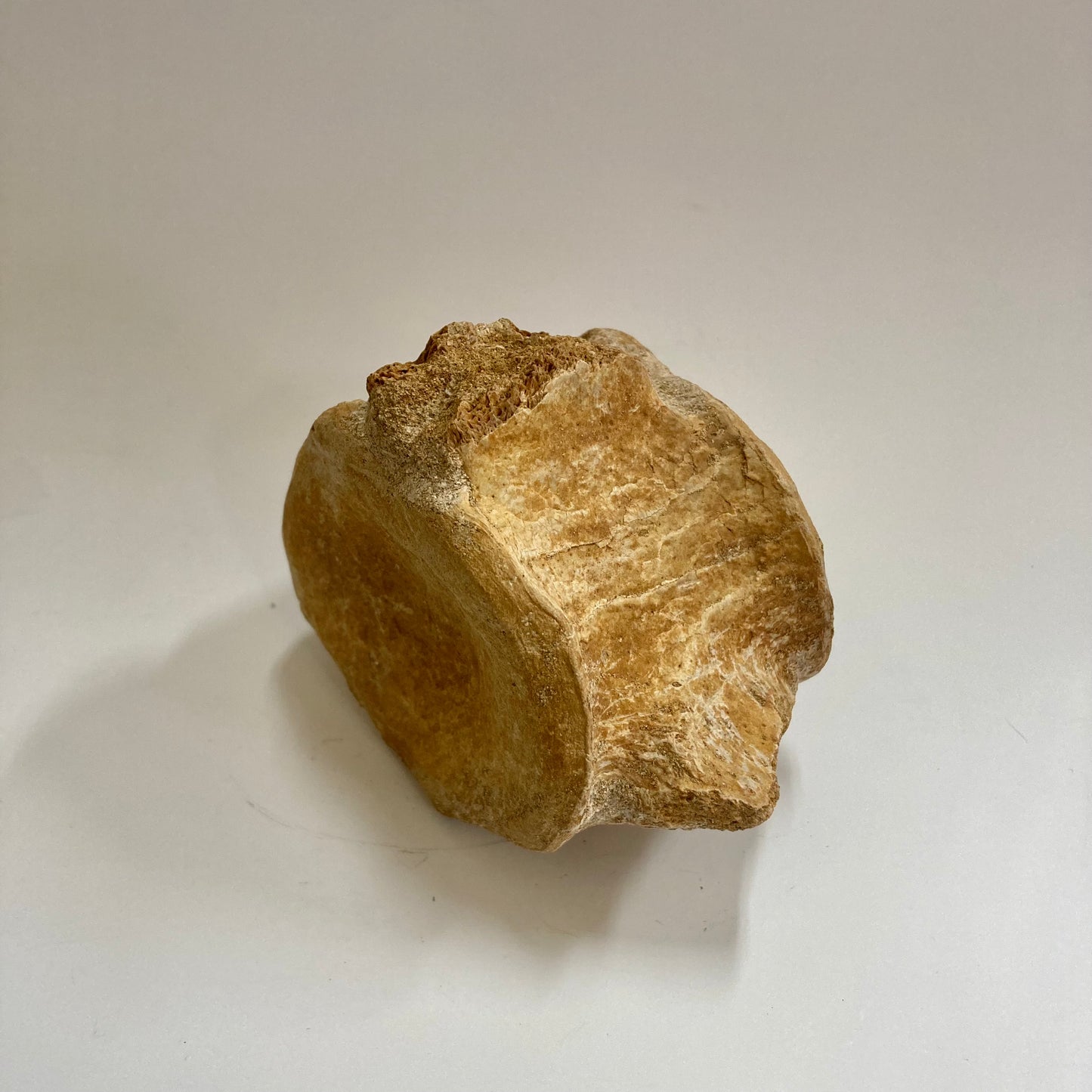 Plesiosaur Vertebra