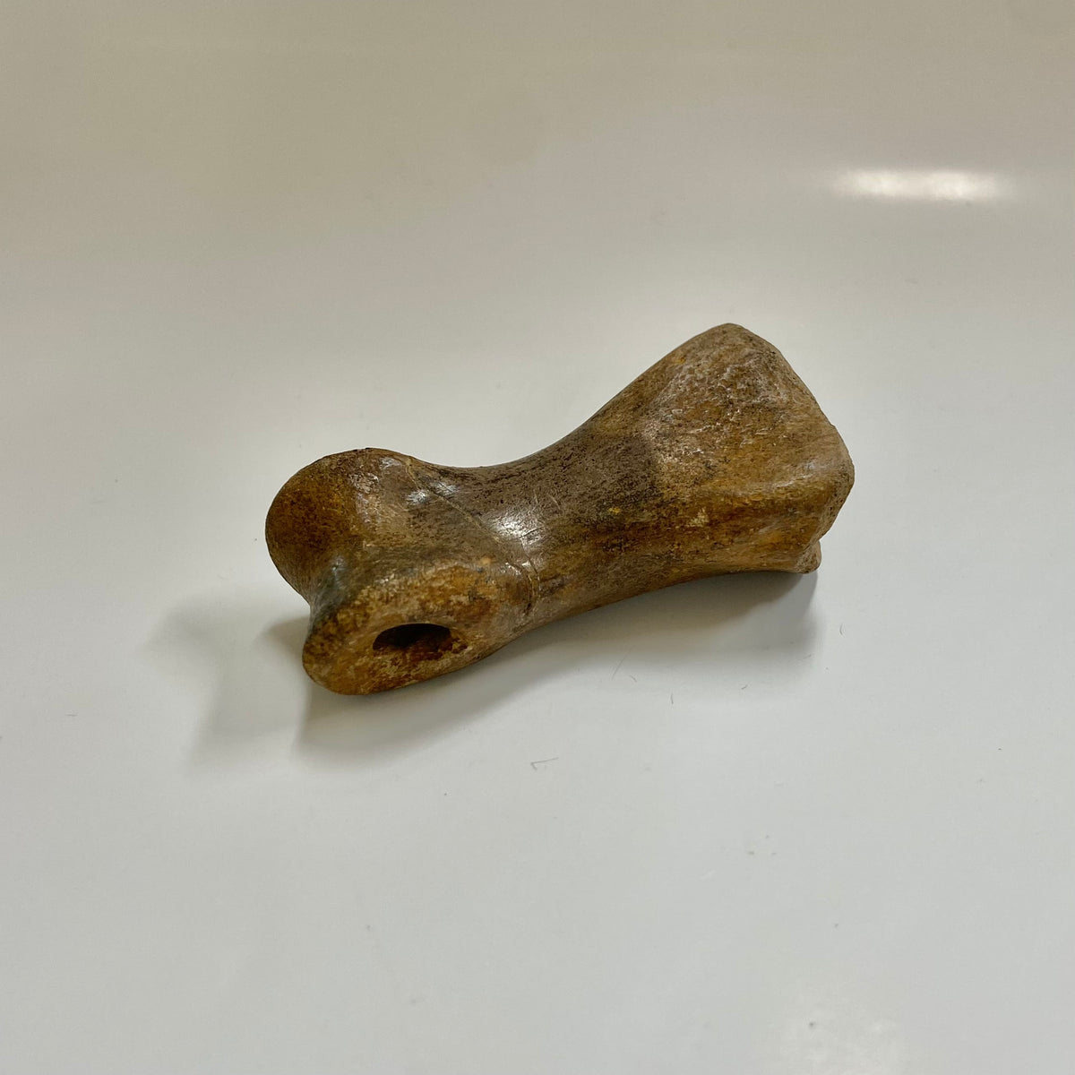 Struthiomimus Metatarsal Toe Bone