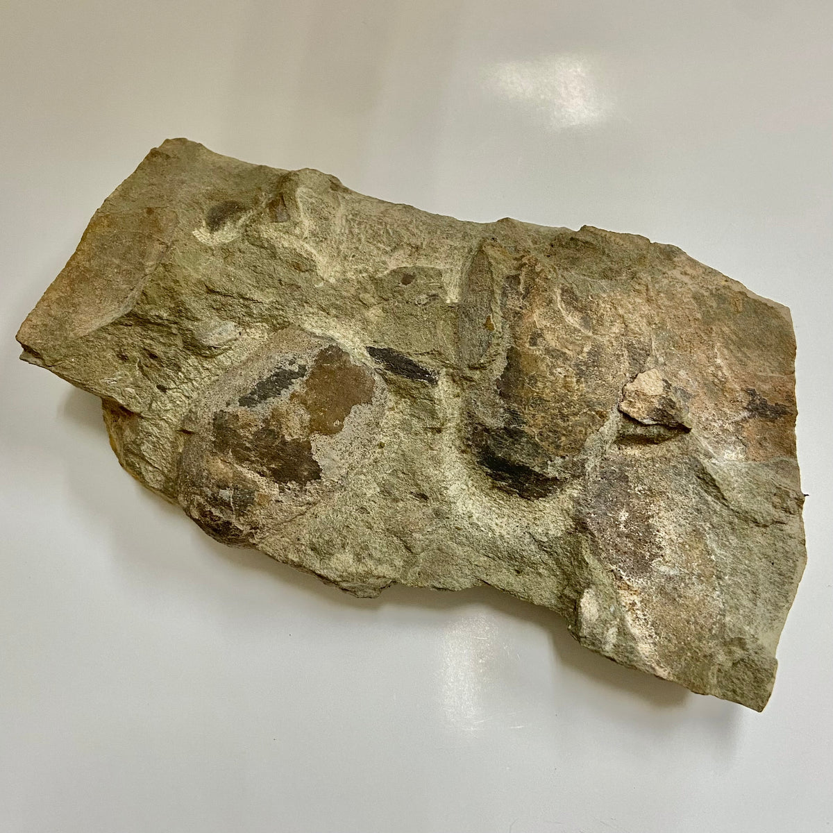 Jawless Armored Fish (Americaspis americana)