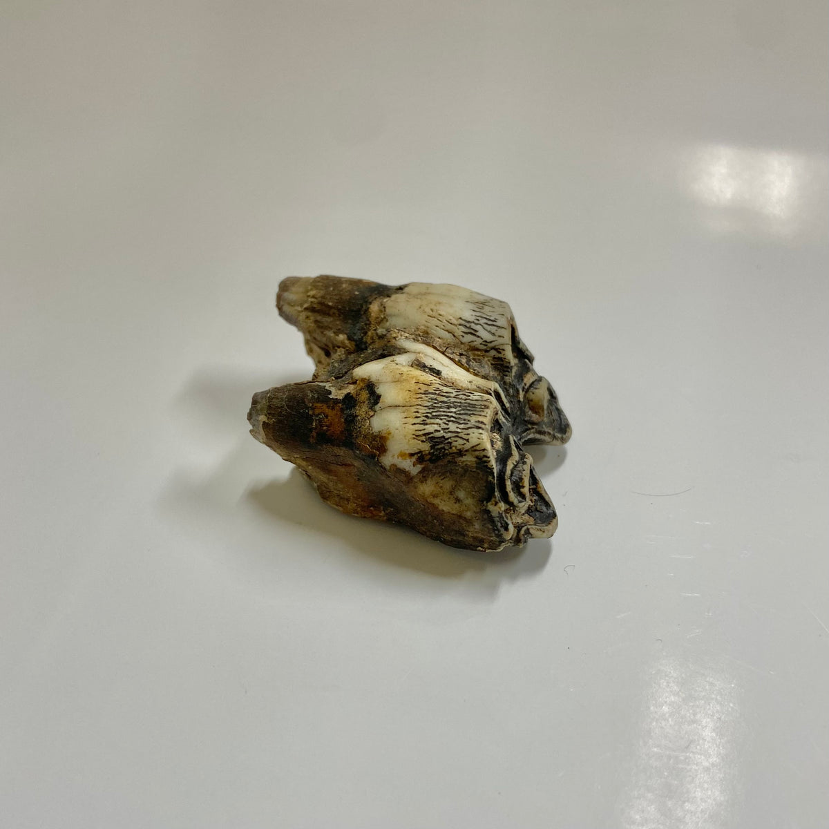 Bison Tooth