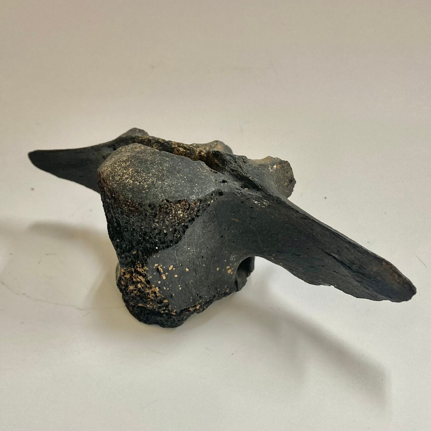 Horse Vertebra