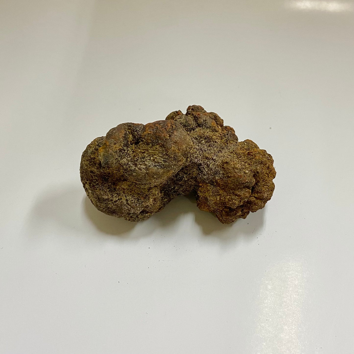 Unidentified Coprolite