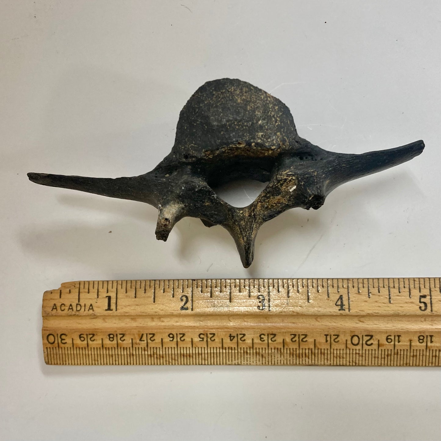 Horse Vertebra