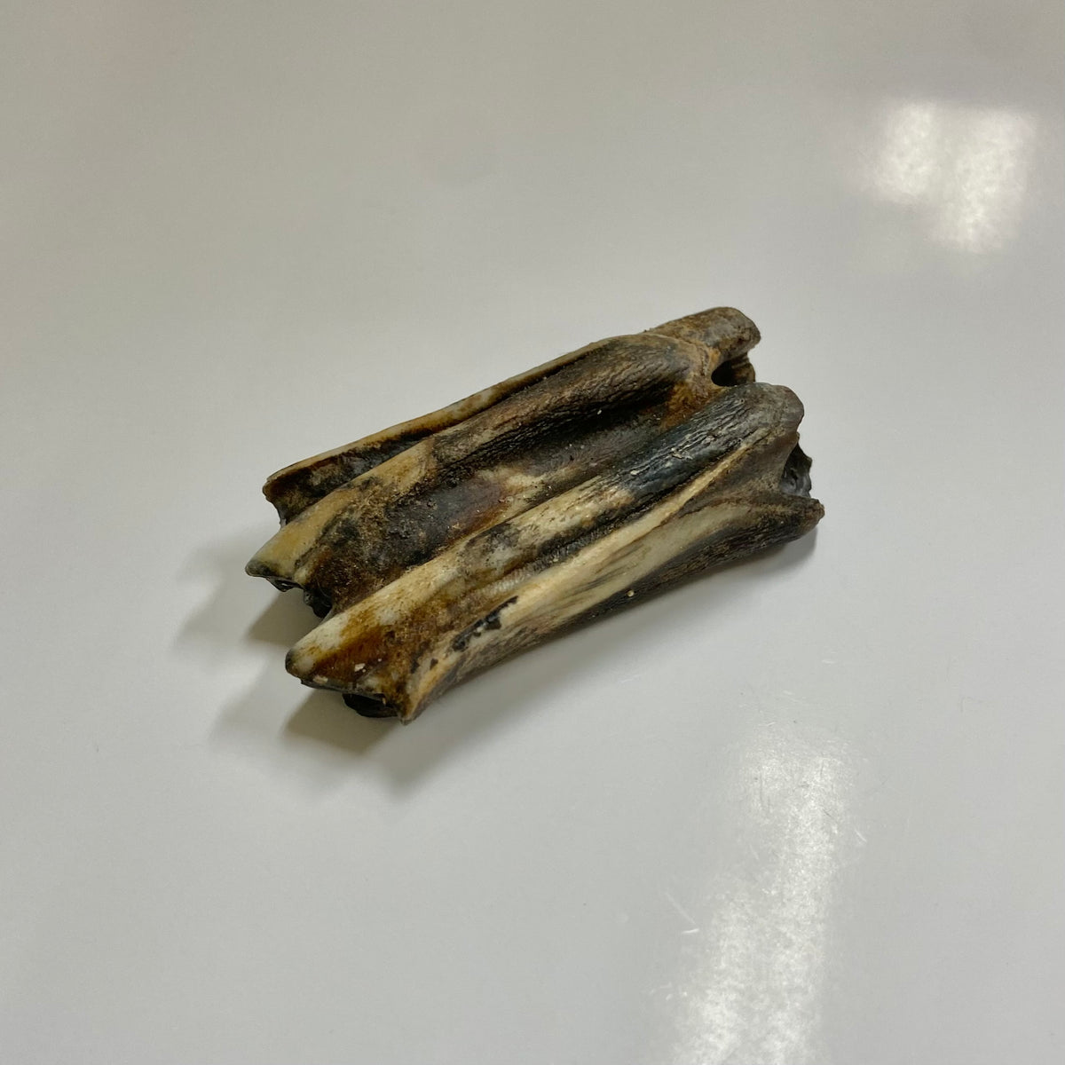 Bison Tooth