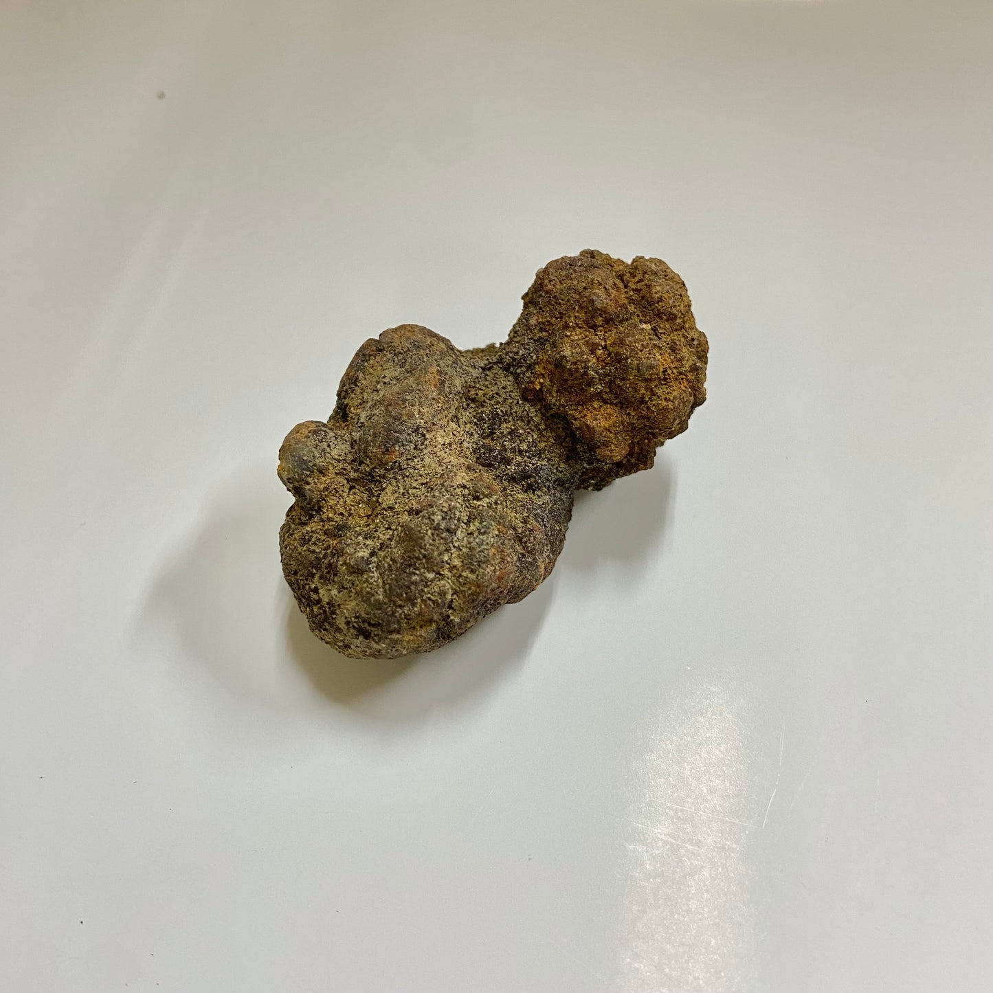 Unidentified Coprolite