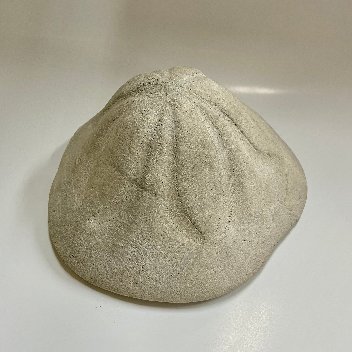 Clypeaster Sea Urchin