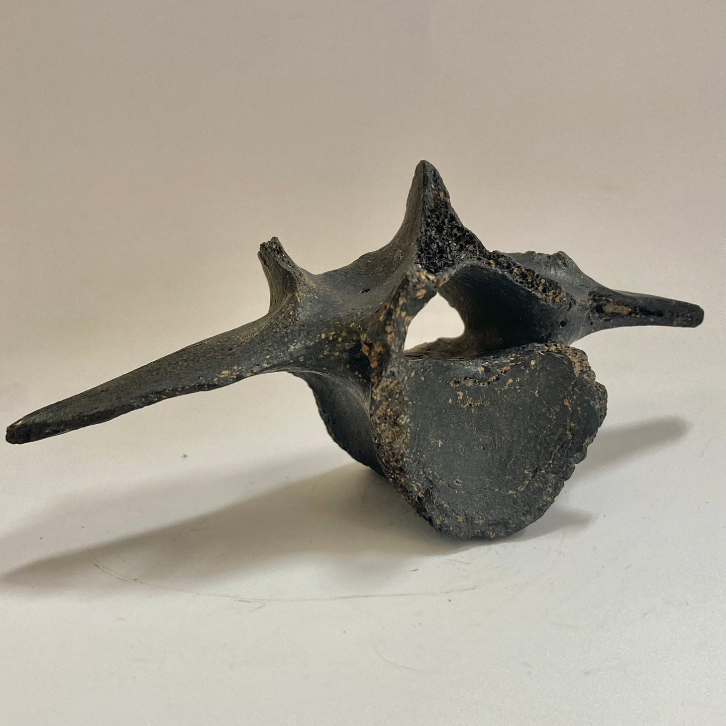 Horse Vertebra