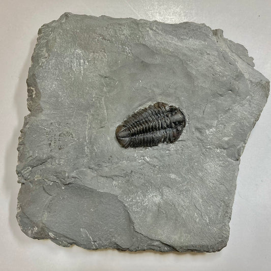 Calymene niagarensis Trilobite