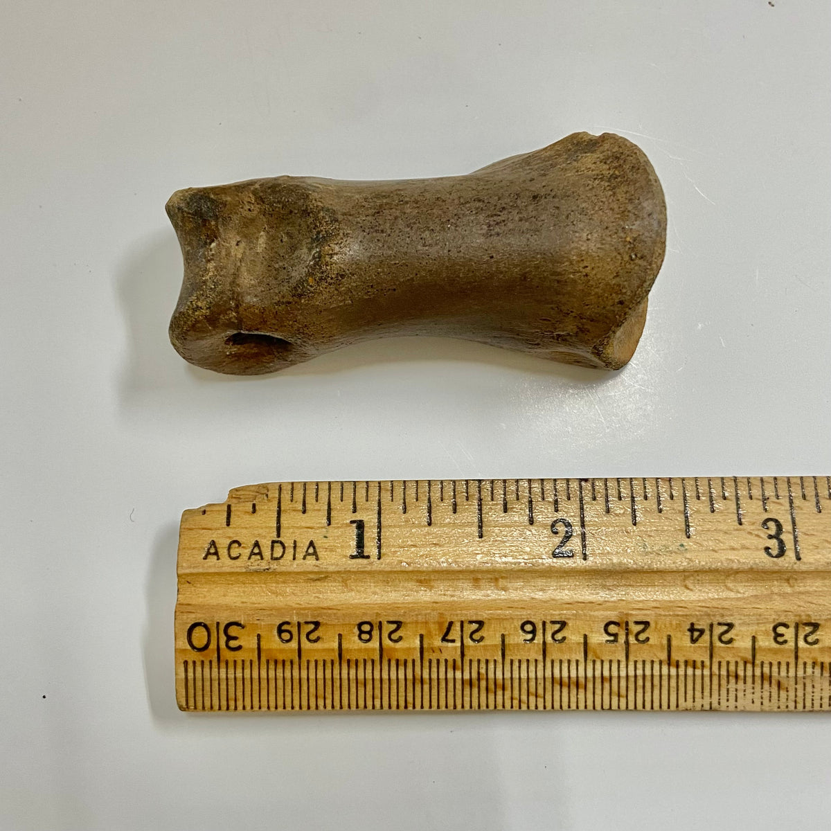 Struthiomimus Metatarsal Toe Bone