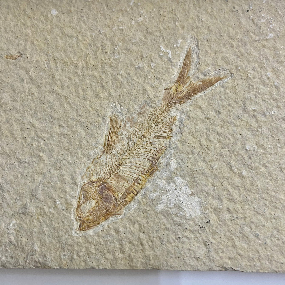 Diplomystus