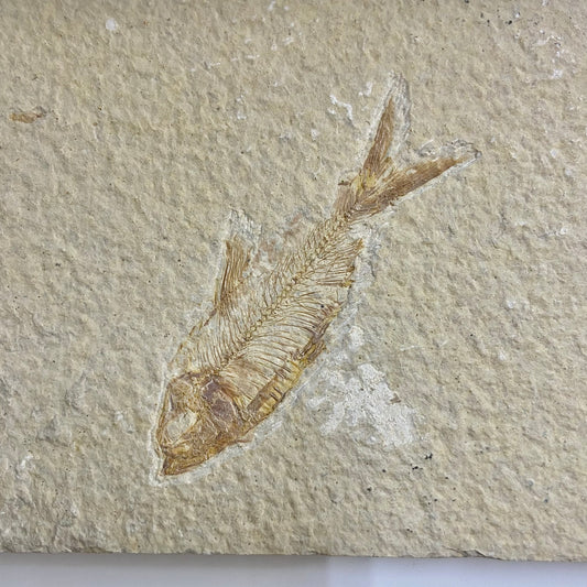 Diplomystus