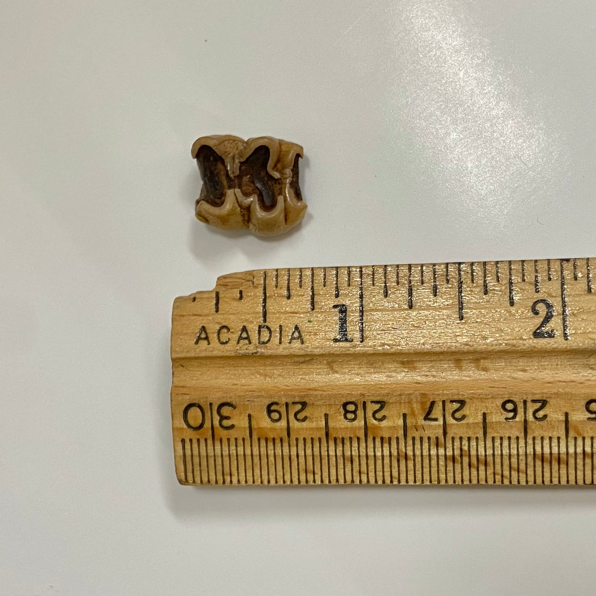 Manatee Tooth