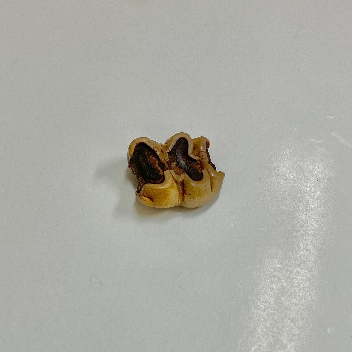 Manatee Tooth