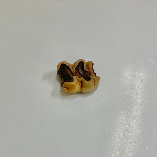 Manatee Tooth