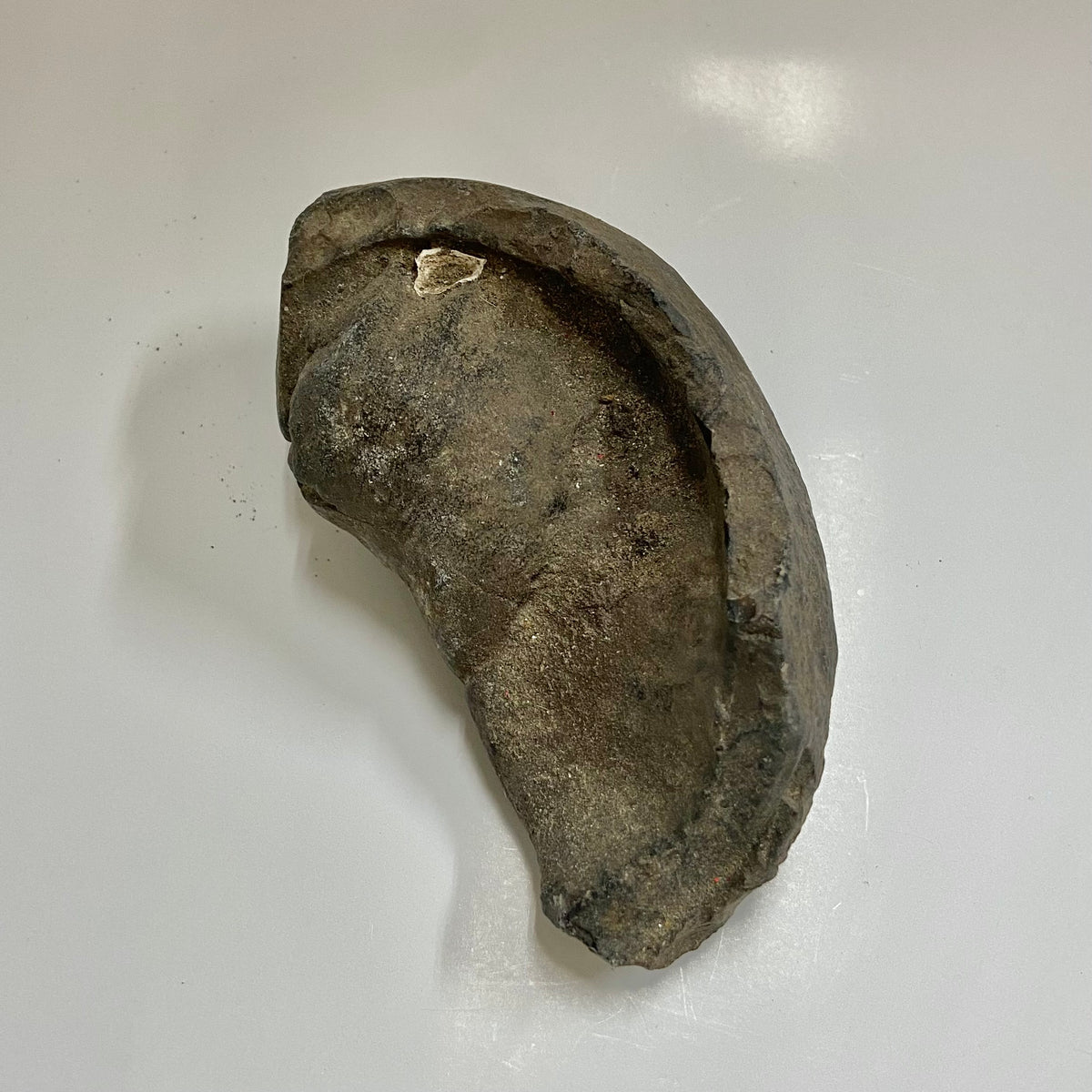 Whale Ear Bone