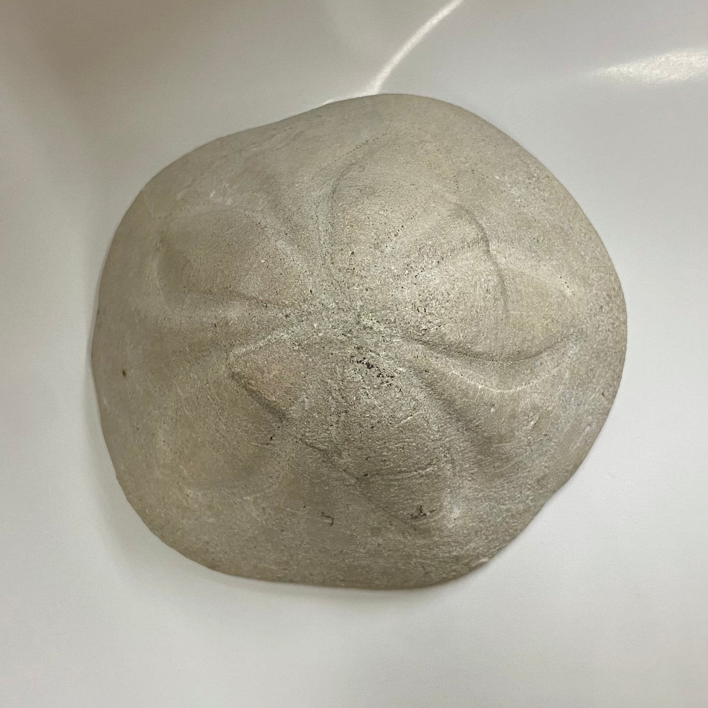 Clypeaster Sea Urchin