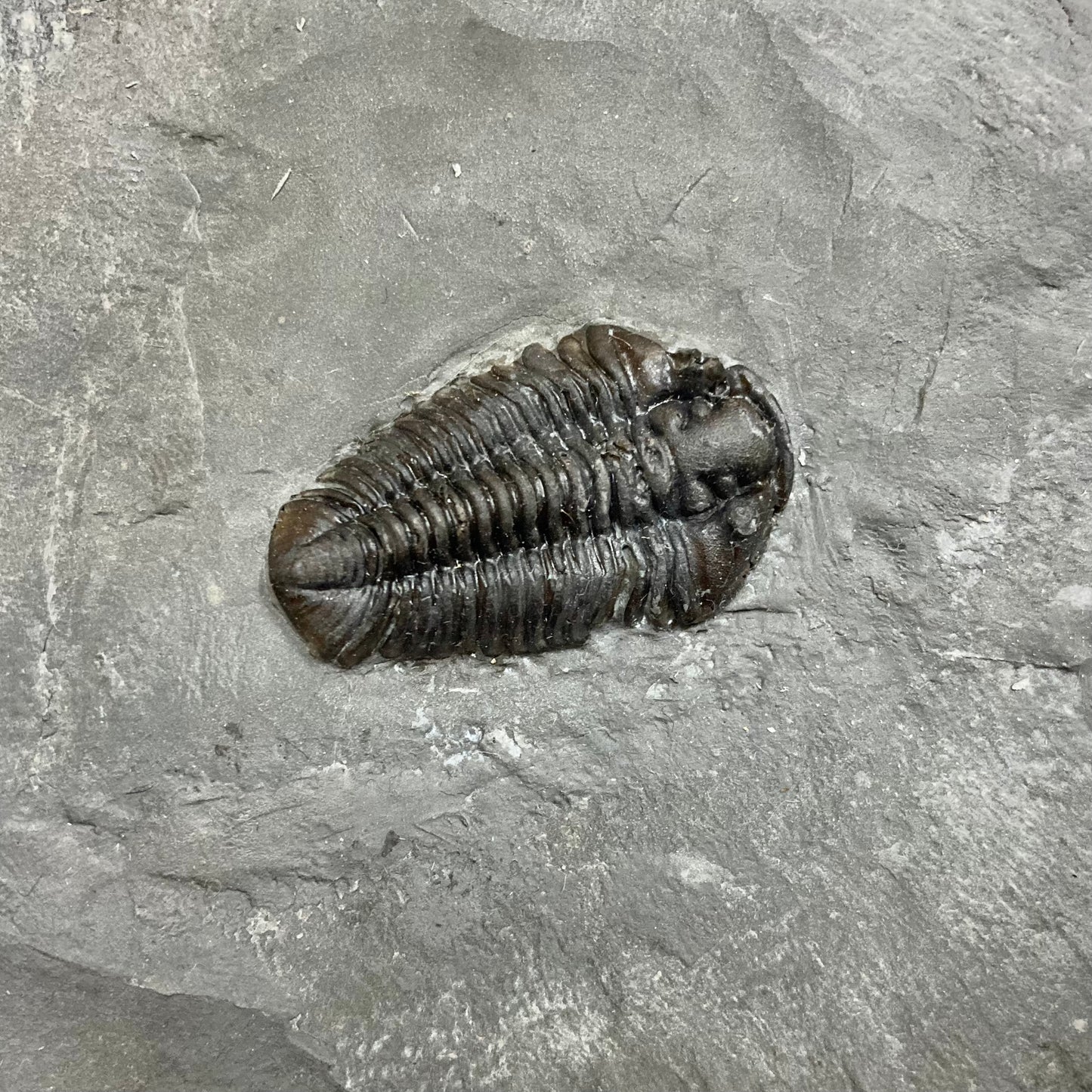 Calymene niagarensis Trilobite