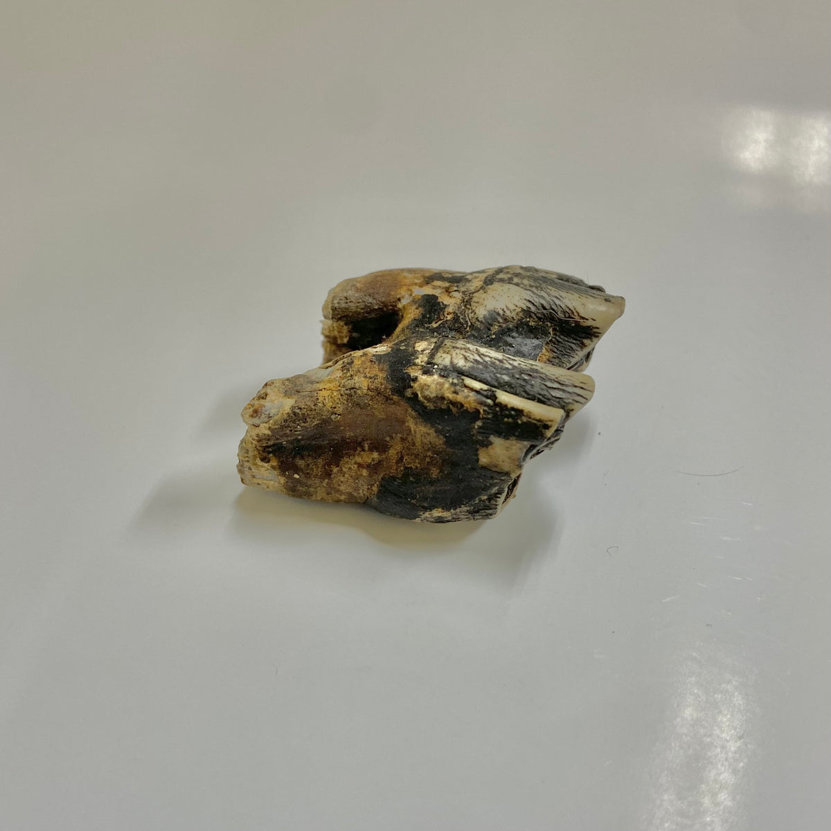 Bison Tooth